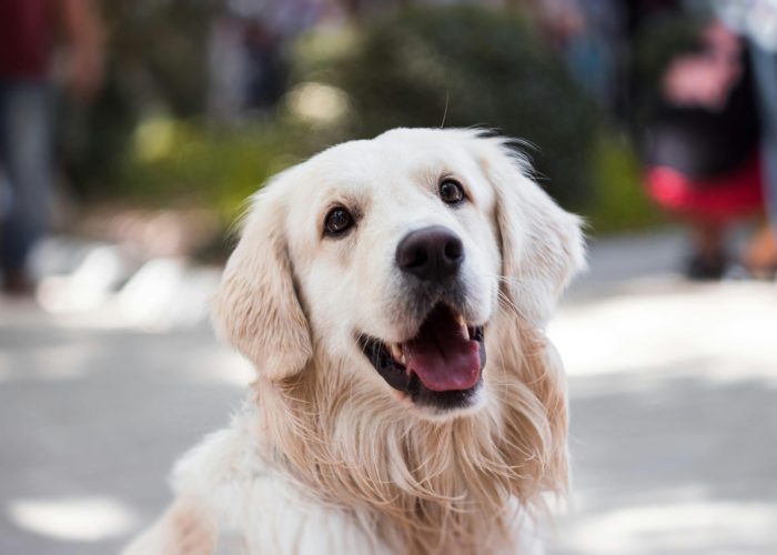 pexels photo 1490908 1490908 1